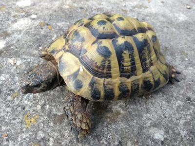 Lost Hermann's Tortoise