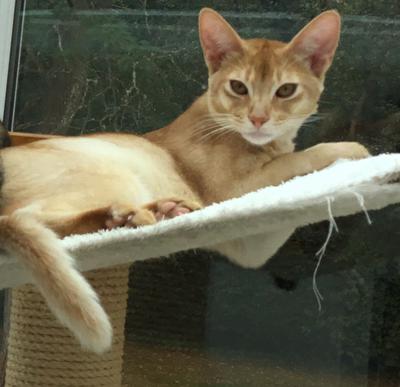 Missing from Challenger Way, Dibden, the cat on the right was last seen 5th April