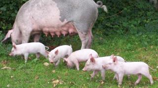 New Forest pigs and piglets put out for Pannage