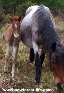 New Forest pony-one of our locals called Roanie and her foal