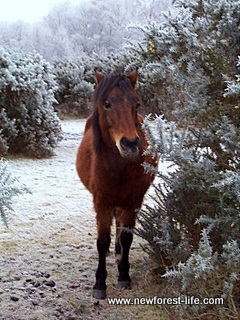 New Forest snow pony