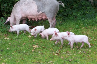 New Forest piglets