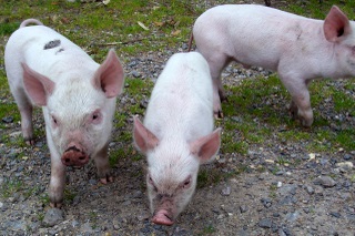 New Forest three little pigs