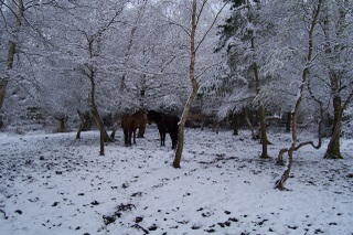 New Forest ponies in the snow 2008