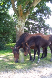 New Forest Ponies having a mutual munch together