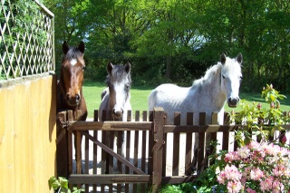 New Forest Ponies at my garden gate