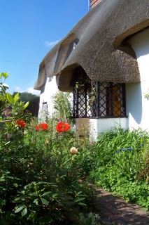 New Forest Thatch has commoners rights