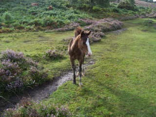 New Forest pony foal on heathery path.