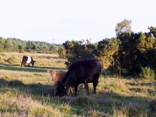 New Forest cow with new born calf peeping out at me