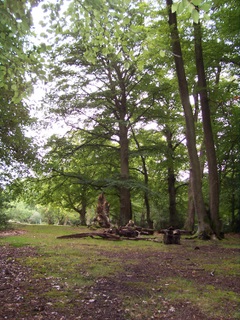 New Forest ancient woodland near Rufus Stone