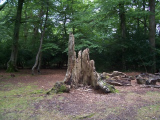 New Forest Empty Tree Trunk