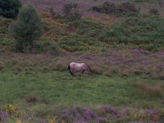 New Forest Mare in a bog