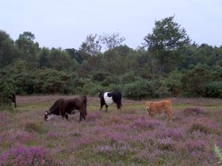 New Forest cows eating heather