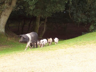 New Forest pig and piglets out for a stroll