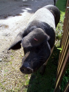New Forest pig outside my gate