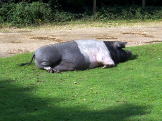 New Forest pig relaxing outside our cottag