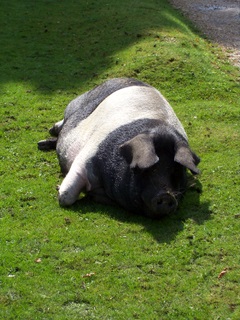 New Forest Pig - sadly no more, this one had to go