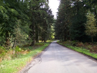 New Forest Bolderwood Drive