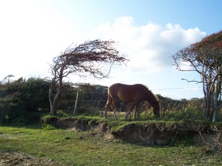 New Forest windswept ponies at the seaside