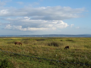 New Forest ponies with Isle of Wight in background near the sea