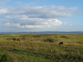New Forest ponies with Isle of Wight in background near the sea