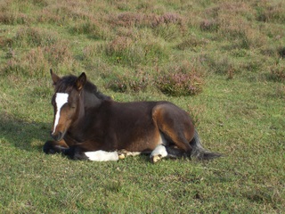 New Forest foal - I could put my own pony out if I wished