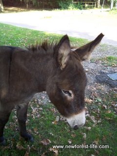 New Forest Donkey at Ibsley