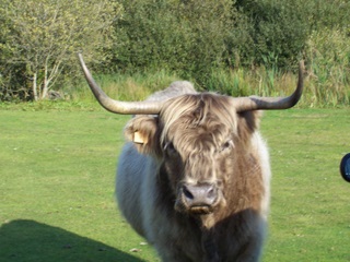 New Forest cow Highland bree