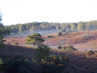 New Forest weather in better times than today