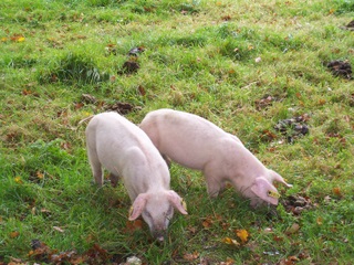 New Forest Piglets out for pannage