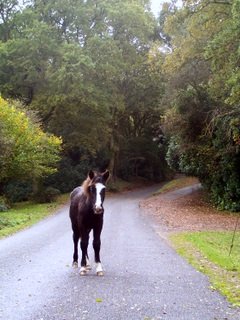 New Forest foal in road