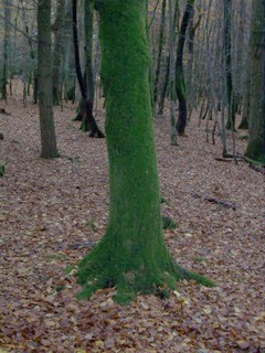 New Forest Knightwood Oak Wood