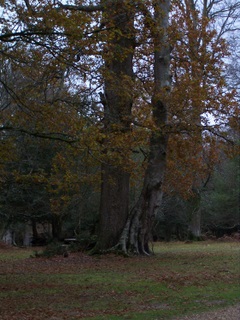 New Forest Knightwood Oak Tree