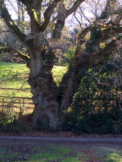 New Forest Oak at Hale Perlieu