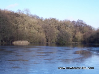 New Forest Eyeworth Pond Fritham