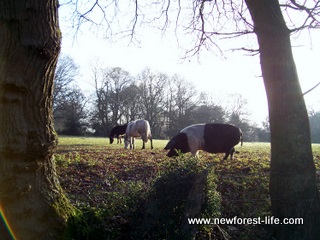 New Forest Pigs & ponies