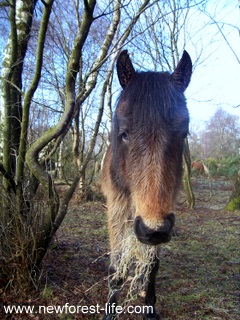 New Forest pony having a treat of hay