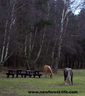 New Forest Roundhills pony picnic area