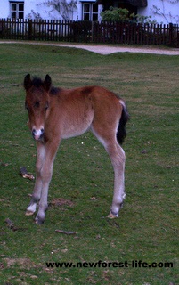 New Forest foal New Forest foal