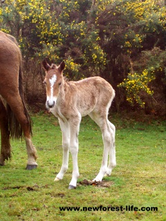 New Forest foal New Forest foal