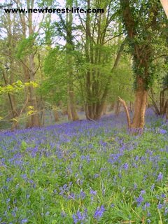 New Forest Bluebell Wood