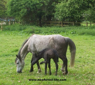 New Forest foal and its first scratch