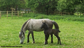 New Forest foal