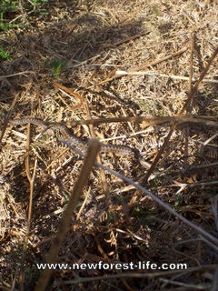 New Forest Adder