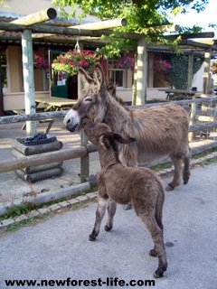 New Forest Donkey & foal