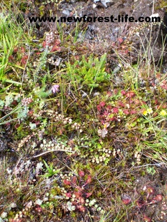 New Forest bog plants