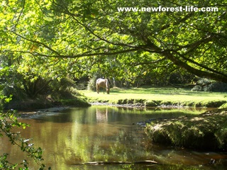 New Forest Oberwater pony and stream