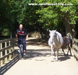 New Forest Cyclist on Oberwater Bridge