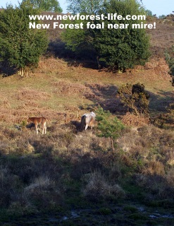 New Forest ponies near a mire