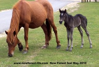 New Forest foal 2